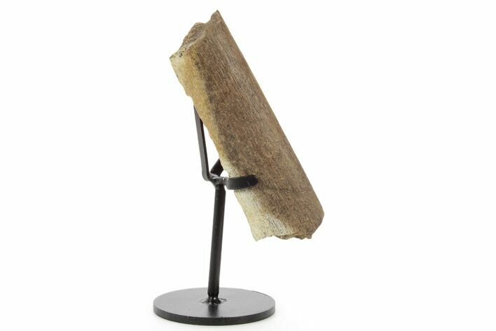 Fossil Hadrosaur Rib Section w/ Metal Stand - South Dakota #378564